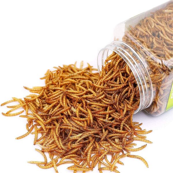 Mealworm to Go Dried Mealworms High Protein - 30 oz. - Image 2