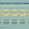 Holistic Select Low Fat - Image 4