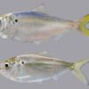 Holistic Opticoat Hypoallergenic Fish & Potato - Image 5