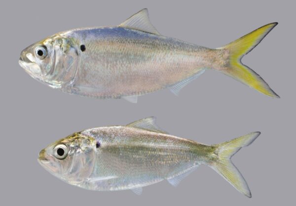 Holistic Opticoat Hypoallergenic Fish & Potato - Image 5