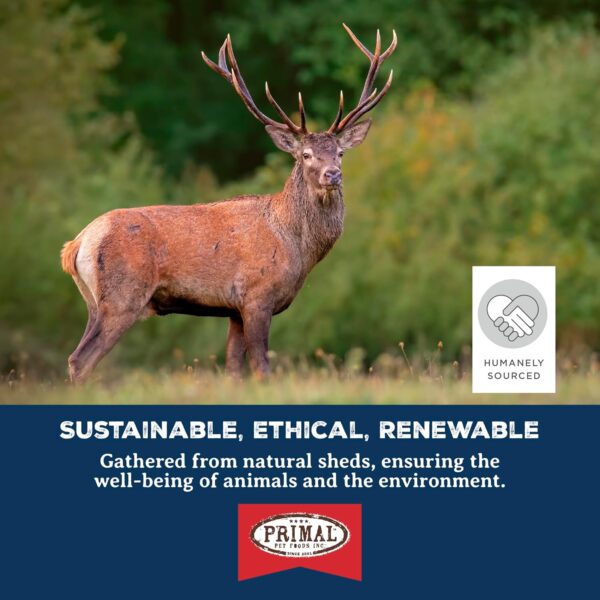 PRIMAL Stag Antler - Image 5