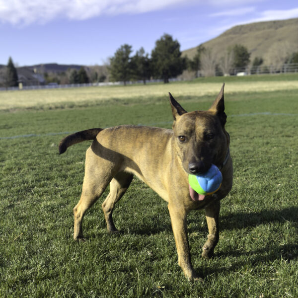 KONG Twistz Glow in the Dark Ball Dog Toy - Large - Image 3